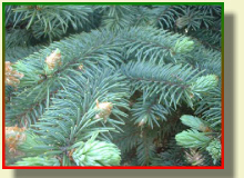 PTAK nursery a fur-tree prickly blue silvery Picea Pungens Glauca